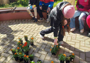 Dziecko stawia sadzonkę obok innych przygotowanych