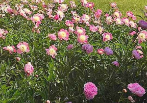 Peonie