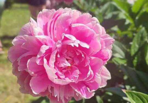 Peonie