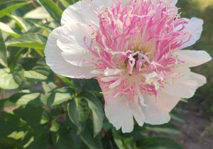 Peonia