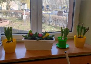Okno z doniczkami z kwiatami