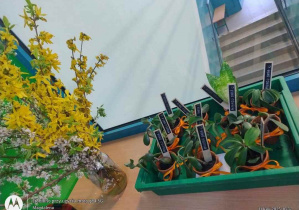 Dekoracja z forsycji i rośliny w doniczkach- przygotowane do zakupu