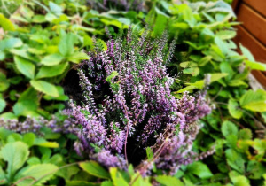 Fioletowy wrzos wśród zieleni rabatki