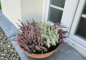 Kolorowe wrzosy w okrągłej donicy na parapecie nisko położonego okna