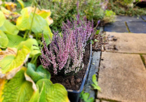 Skrzynki z roślinami