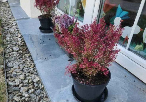 Małe doniczki z fioletowymi wrzosami na parapecie nisko położonego okna