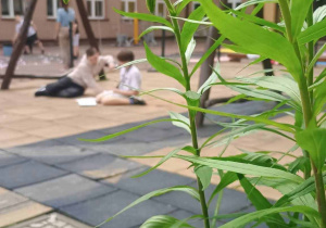 Widok na wewnętrzny plac zaba w zza zieloności roślin