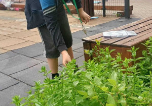 Uczeń pochylony nad zieloną rożliną