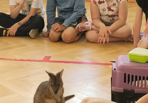Spotkanie z kangurkiem